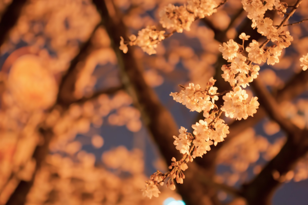 桜が満開 会社帰りの深川 門前仲町の川辺の夜桜が美しい 曇のち晴れのち幸せ