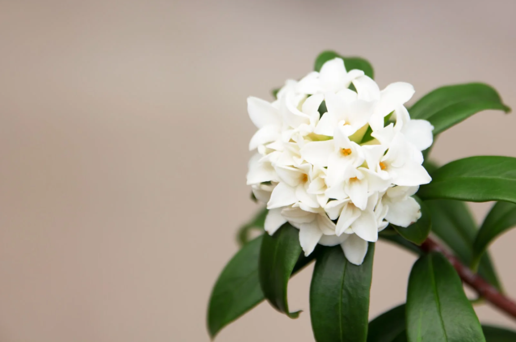 沈丁花、春のはじまりに