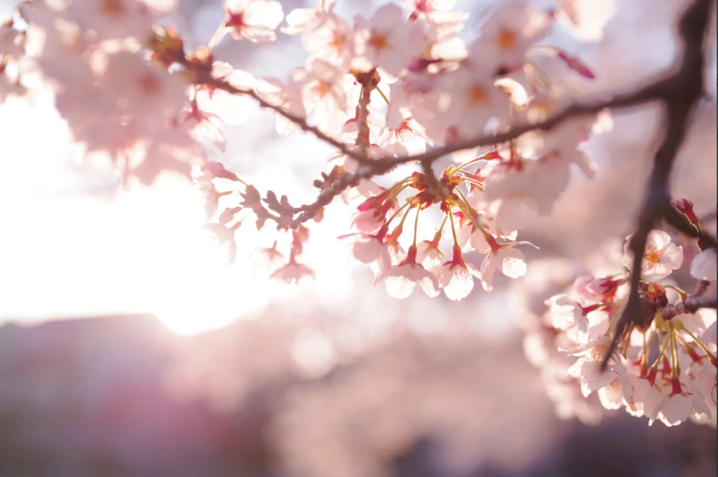 春の傍らで、そっと咲く——ソメイヨシノという“誰かの手”から生まれた桜